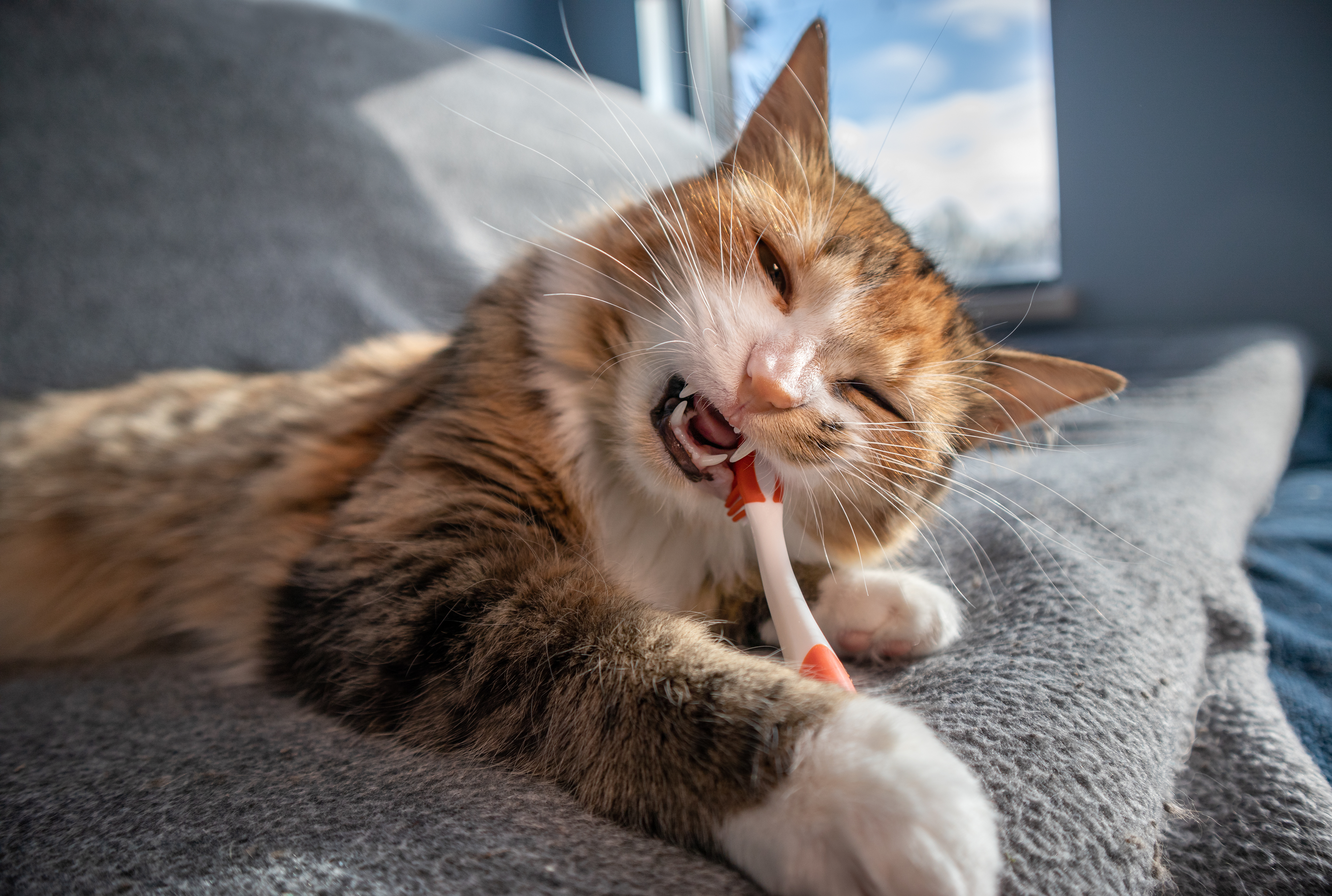 Veterinarian examining a pet for periodontal disease